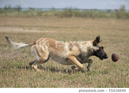 training of police dog training of police dog 55016640