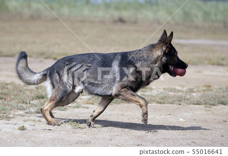 training of police dog 55016641