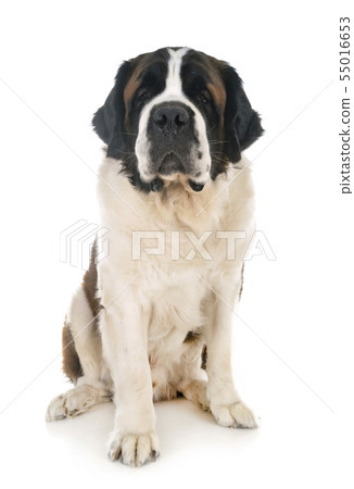 saint bernard in studio 55016653