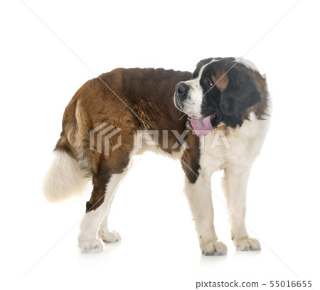 saint bernard in studio 55016655