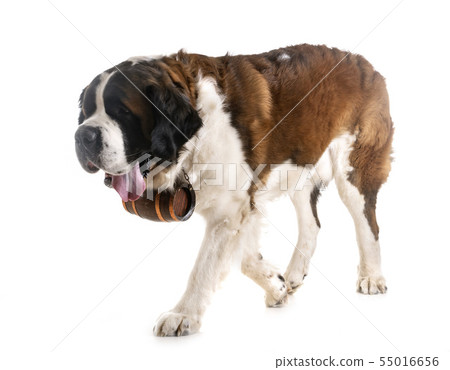saint bernard in studio 55016656