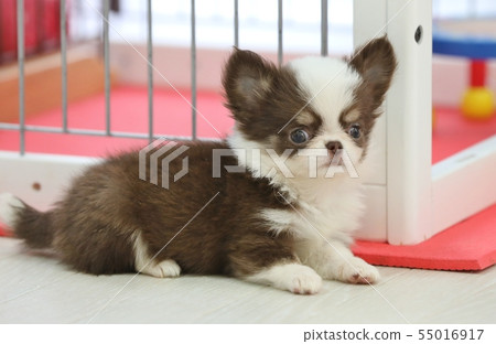 Chihuahua puppy Chihuahua puppy 55016917