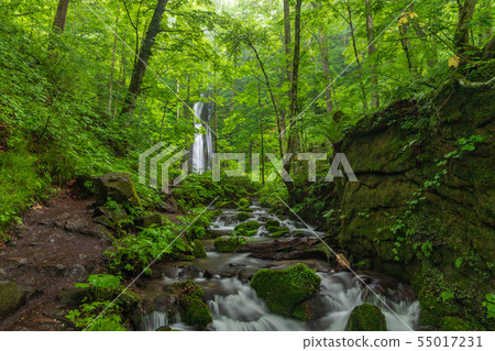 Oirase stream of early summer 55017231