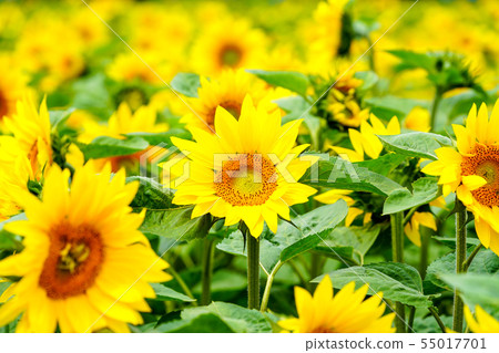 Sunflower flower Sunflower flower 55017701