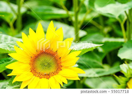 Sunflower flower 55017718