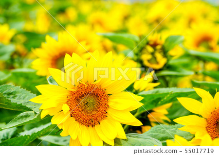 Sunflower flower 55017719