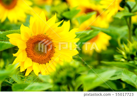 向日葵花 55017723