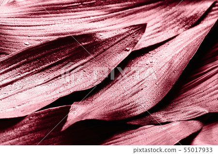 Creative layout of coral leaves. Nature background. 55017933