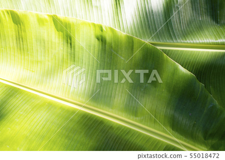 background texture nature colorful banana leaf  55018472