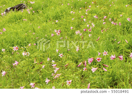 百合魚 百合魚 55018491