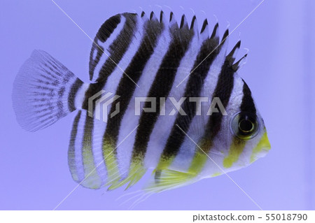 Saltwater fish Saltwater fish 55018790