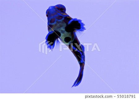 Saltwater fish Saltwater fish 55018791