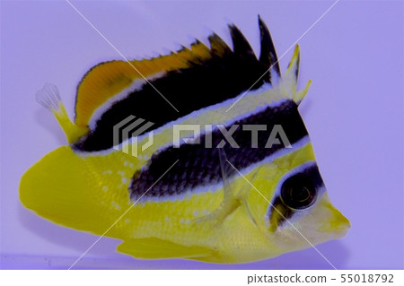 Saltwater fish Saltwater fish 55018792