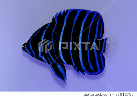 Saltwater fish Saltwater fish 55018793