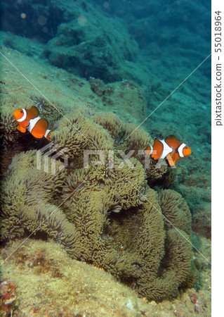 小丑魚海葵 小丑魚海葵 55018964