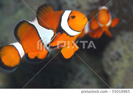 小丑魚海葵 55018965