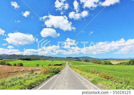 Hokkaido A bright blue sky and the road of Biei 55019125