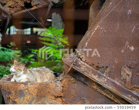 wild cat, closeup portrait photography wild cat, closeup portrait photography 55019459