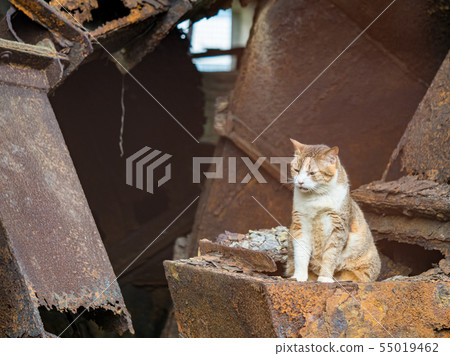 wild cat, closeup portrait photography 55019462