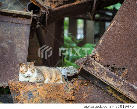 wild cat, closeup portrait photography wild cat, closeup portrait photography 55019470