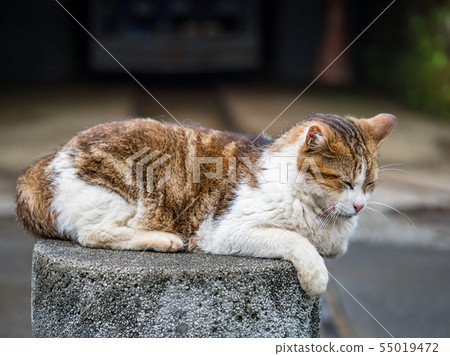 wild cat, closeup portrait photography wild cat, closeup portrait photography 55019472