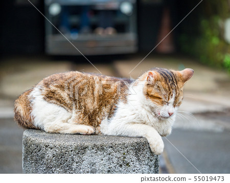 wild cat, closeup portrait photography wild cat, closeup portrait photography 55019473