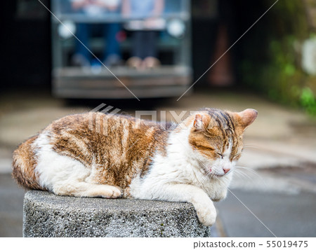 wild cat, closeup portrait photography wild cat, closeup portrait photography 55019475