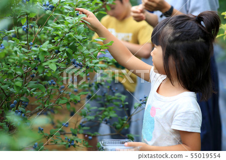 採摘藍莓的家庭 採摘藍莓的家庭 55019554