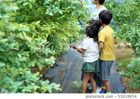 Family picking blueberries 55019654