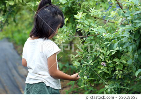 Girl picking blueberries Girl picking blueberries 55019655