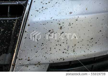 Dead bugs on car front bumper, covered with insect 55019739