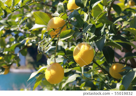 Setonai lemon 55019832