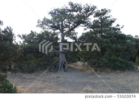 split old pine on dry soil without grass split old pine on dry soil without grass 55020074