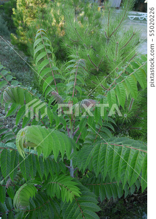 A young seedlings of an acetic tree on a lawn near 55020226