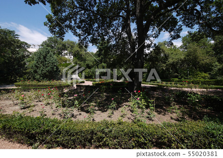 Flower bed with red and pink roses on the sides of Flower bed with red and pink roses on the sides of 55020381