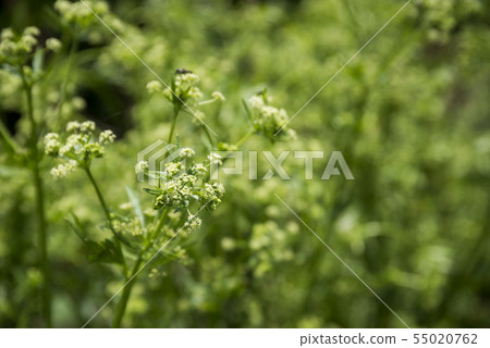 芹菜花 芹菜花 55020762