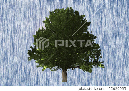 Trees Trees 55020965