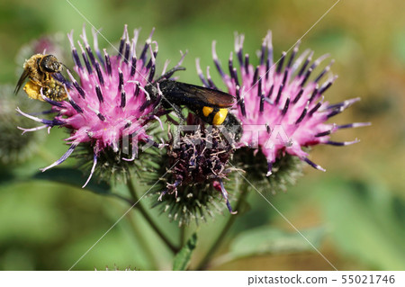 Close-up view of Caucasian black and yellow wasp 55021746