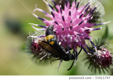 Macro side view of black and yellow earthy wasp 55021747