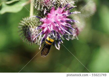 Macro view behind black and yellow Caucasian wasp 55021749