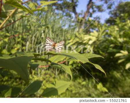 Madara ruri swallow 55021761