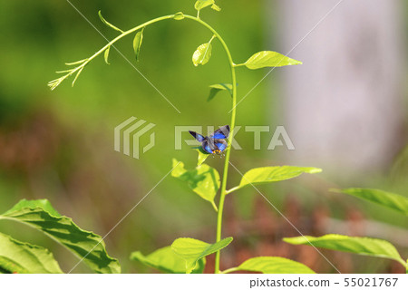 Madara ruri swallow 55021767