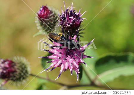 Close-up of black and yellow Caucasian fluffy wasp 55021774