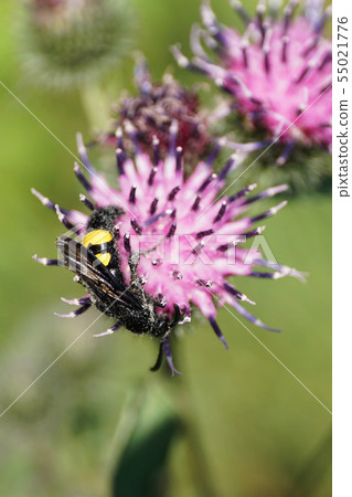 Close-up of Caucasian fluffy and black-yellow wasp Close-up of Caucasian fluffy and black-yellow wasp 55021776