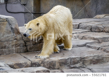 札幌丸山動物園北極熊 札幌丸山動物園北極熊 55021781