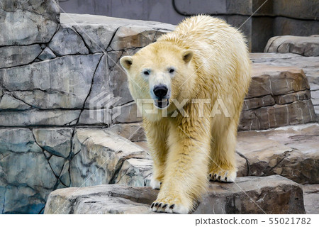 札幌丸山動物園北極熊 札幌丸山動物園北極熊 55021782