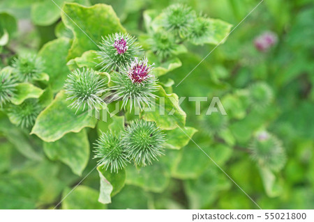 Green and red burdock flower 55021800