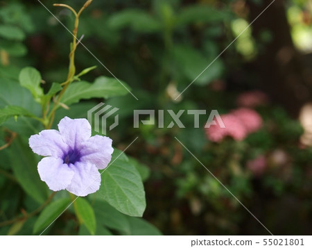 Waterkanon, Minnieroot or Iron root, Feverroot 55021801