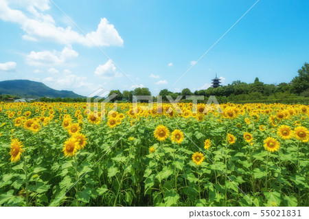 [Bichengakuji] The only five-storied pagoda in Okayama Prefecture! Collaboration with Himawari-san! 55021831