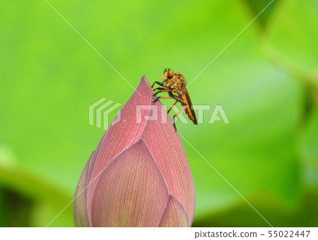 Aomeabu perched on a lotus bud Aomeabu perched on a lotus bud 55022447